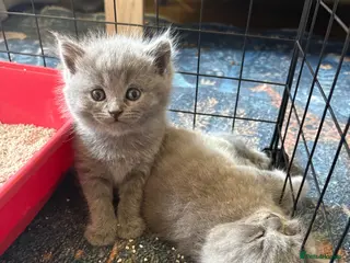 British Shorthair cats Beautiful Blue British Shorthair kittens - Advert 10