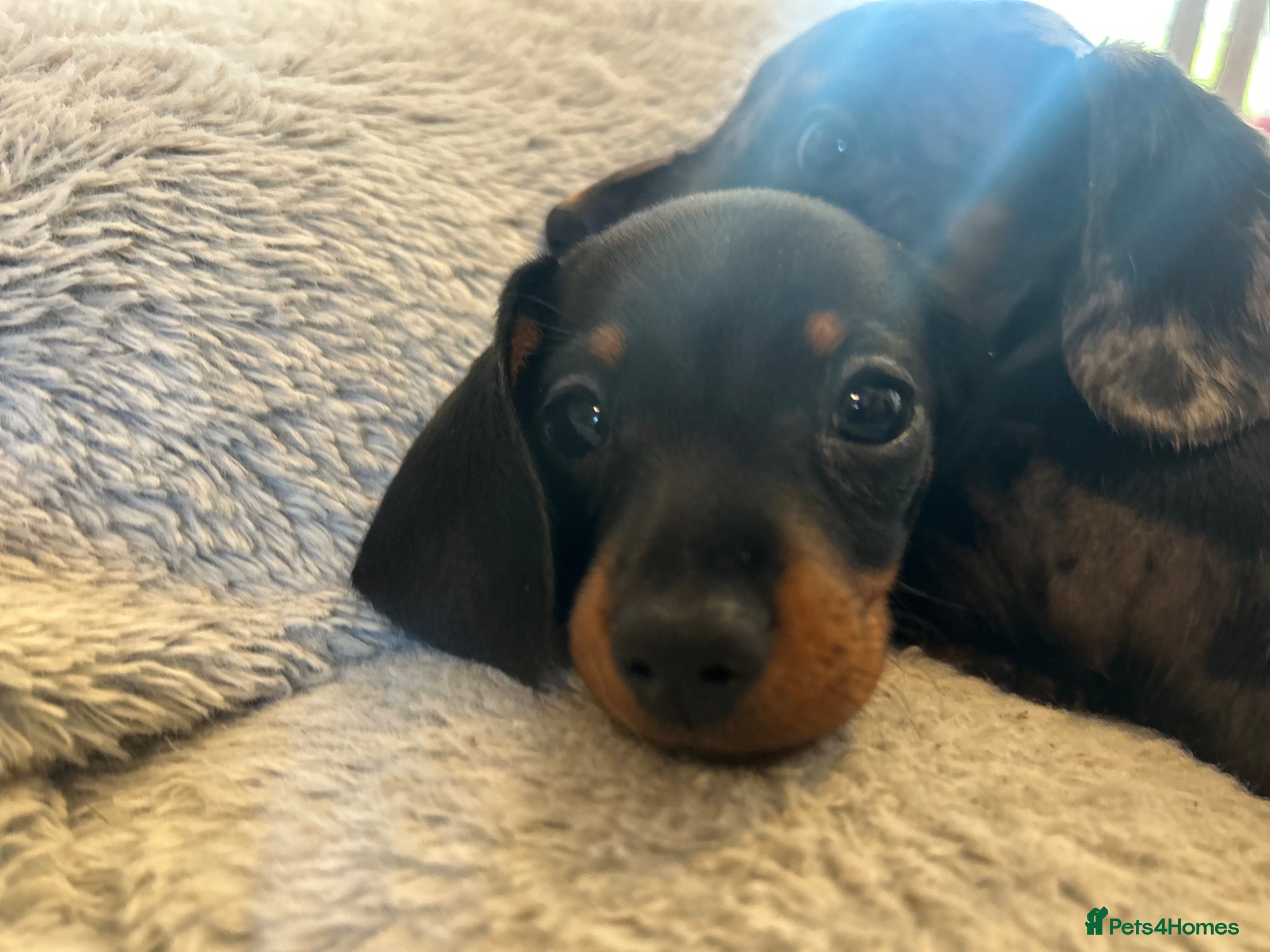 Miniature Dachshund dogs KC reg tiny 900g miniature dachshund ready now - Advert 18