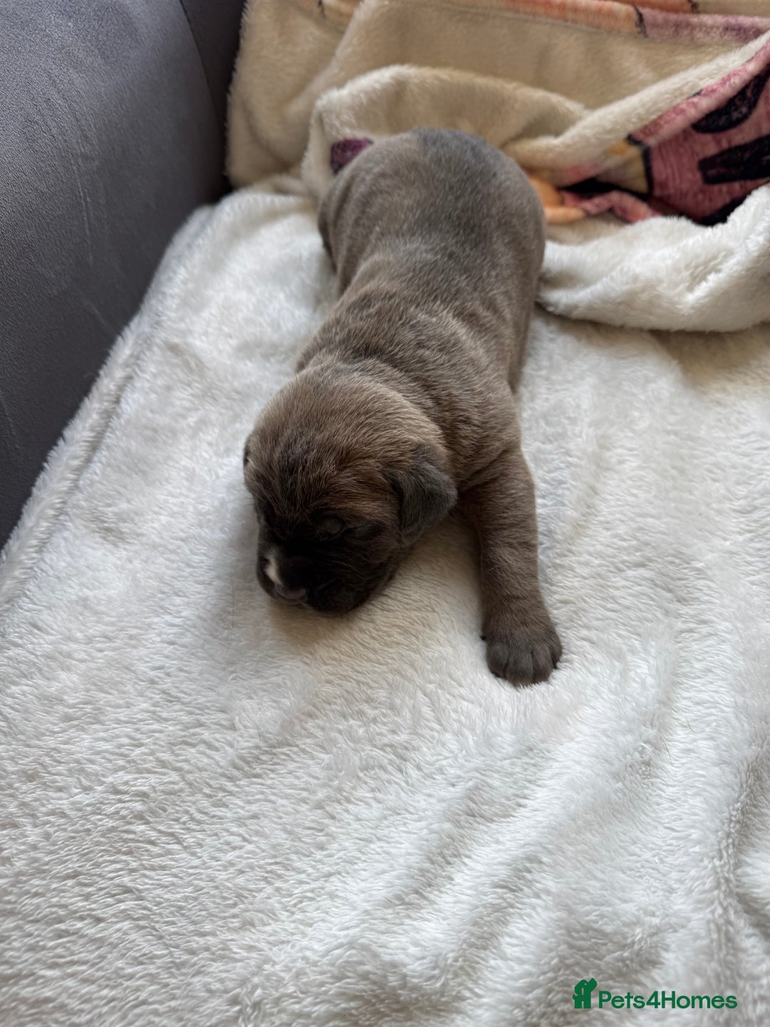 Cane Corso dogs for sale: 6 beautiful cane Corso puppies  - Advert 20