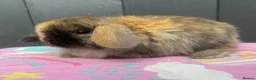 Mini Lop rabbits for sale: Pure bred pedigreed baby mini lops  - Advert 21