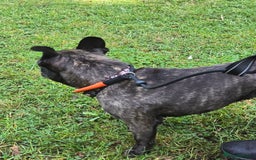 French Bulldog dogs for sale: French Bull Dog - Advert 2