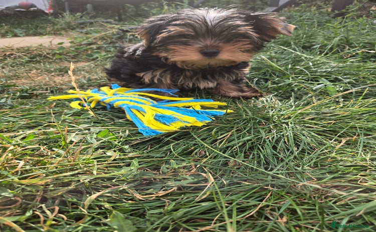 Yorkshire Terrier dogs - Advert 3