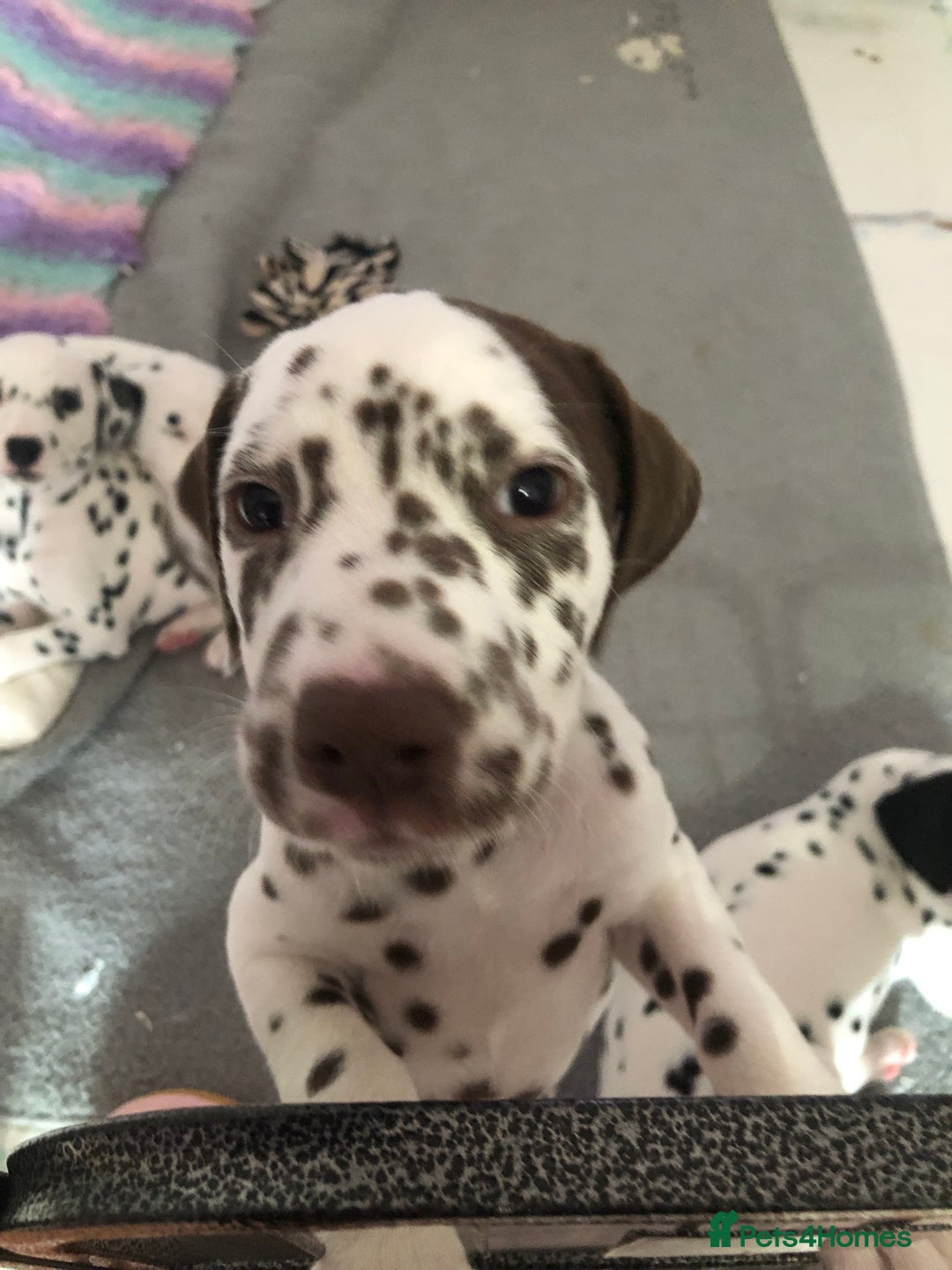 Dalmatian dogs for sale: Dalmatian puppies for sale  - Image 5