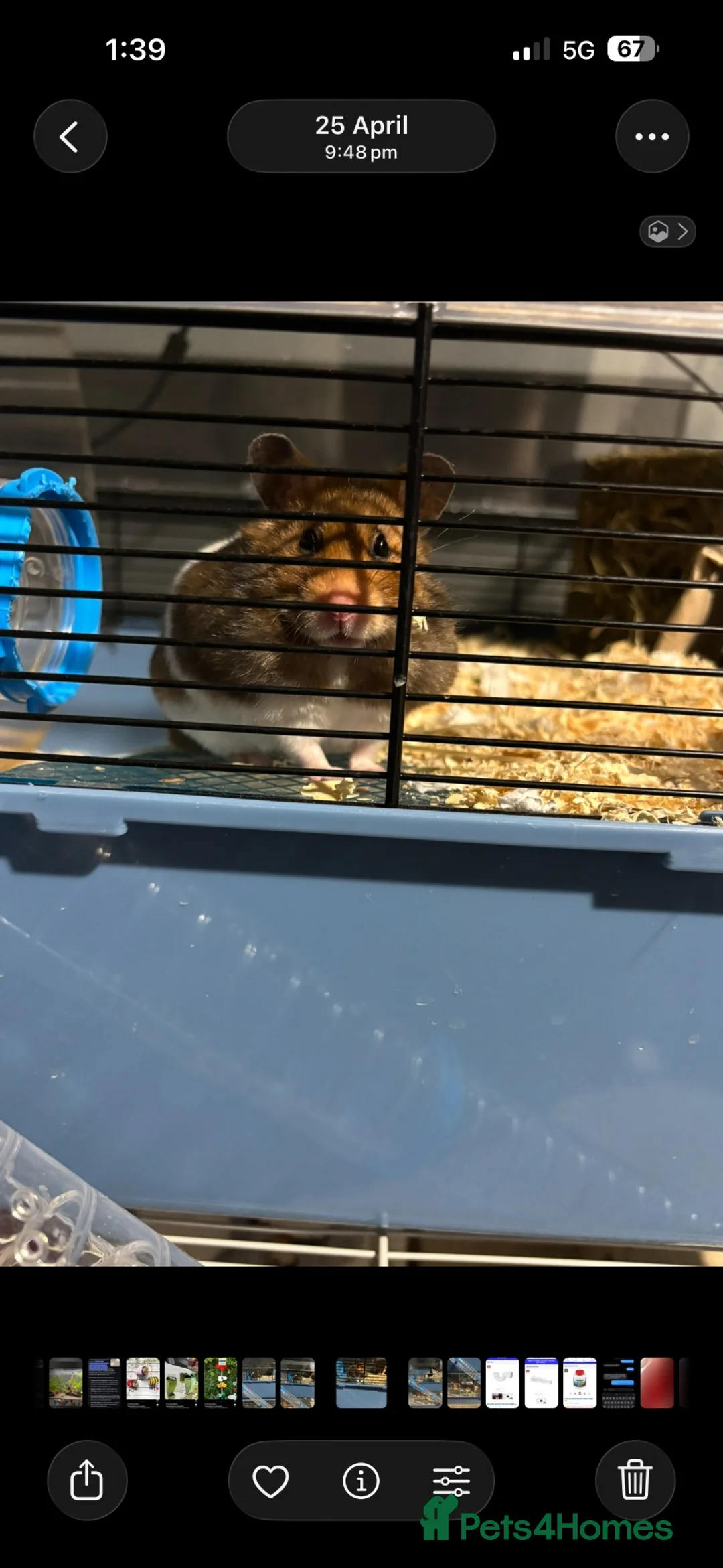 Hamster rodents for sale: Hamster and cage  - Advert 1