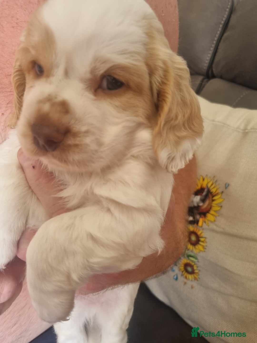 Cockapoo dogs for sale: Beautiful cockapoo boy  in Rotherham - Image 4