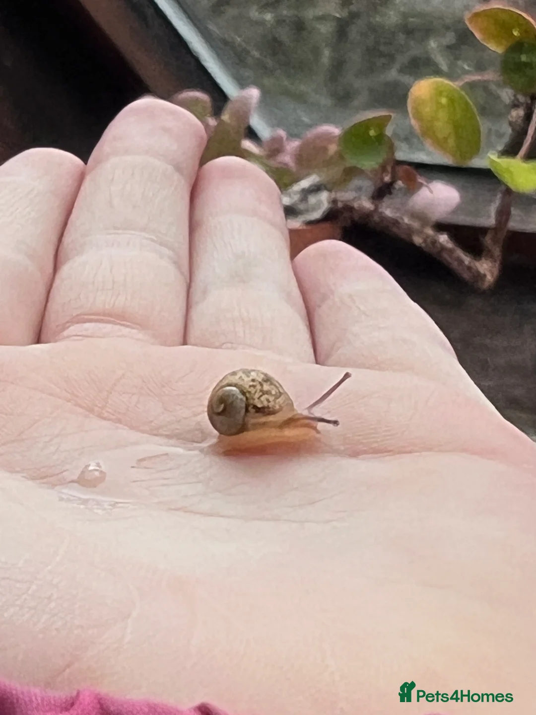 Snails invertebrates for sale: Baby Captive bred garden snails - Advert 1