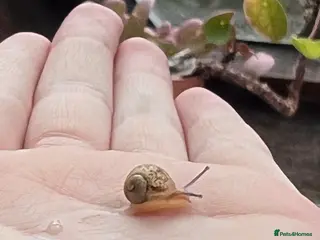 Snails invertebrates Baby Captive bred garden snails - Advert 1