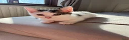 American Shorthair cats for sale: Beautiful kitties looking for forever home  in Northolt - Advert 4