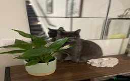 Mixed Breed cats for sale: Stunning kittens - Image 21
