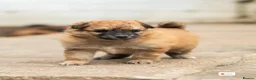 Mixed Breed dogs for sale: Italian Volpino puppies 🦊 - Advert 13