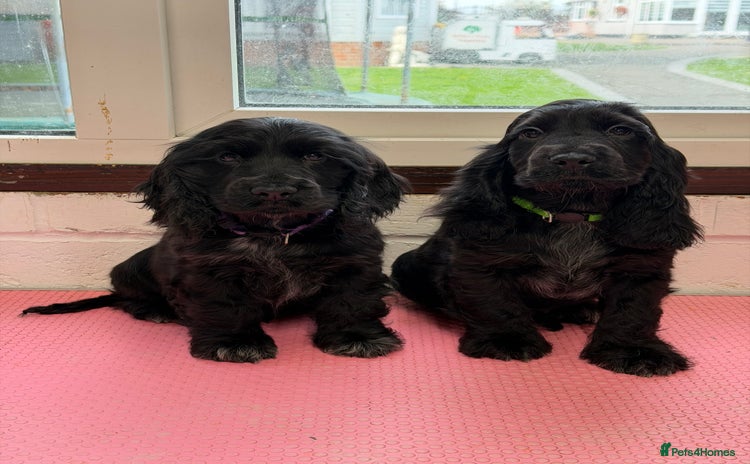 Cocker Spaniel dogs - Advert 1