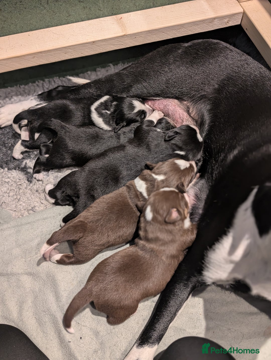 Border Collie dogs for sale: Collie mix puppies looking for their families! - Image 3