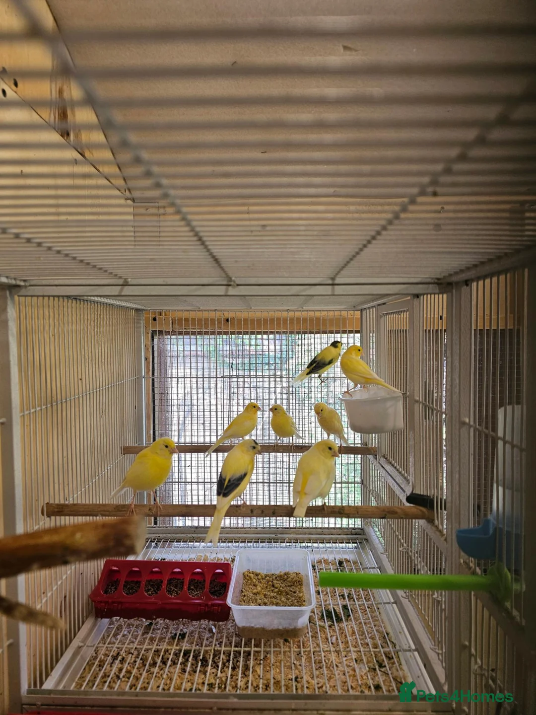 Canaries birds for sale: Beautiful canaries - Advert 2