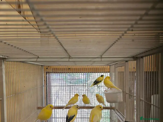 Canaries birds for sale: Beautiful canaries - Advert 2