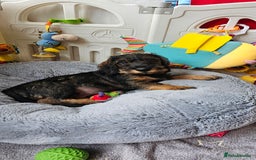Dachshund dogs for sale: Outstanding Standard Wire haired Dachshund puppies - Image 4