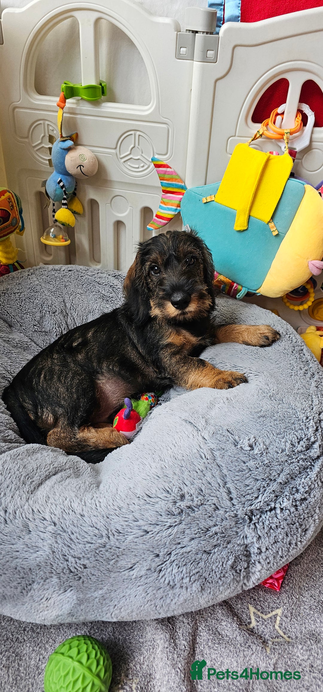 Dachshund dogs for sale: Outstanding Standard Wire haired Dachshund puppies - Image 4