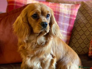 Cavalier King Charles Spaniel dogs STUNNING HEALTH TESTED KC CAVALIER KING CHARLES in Southampton - Advert 2