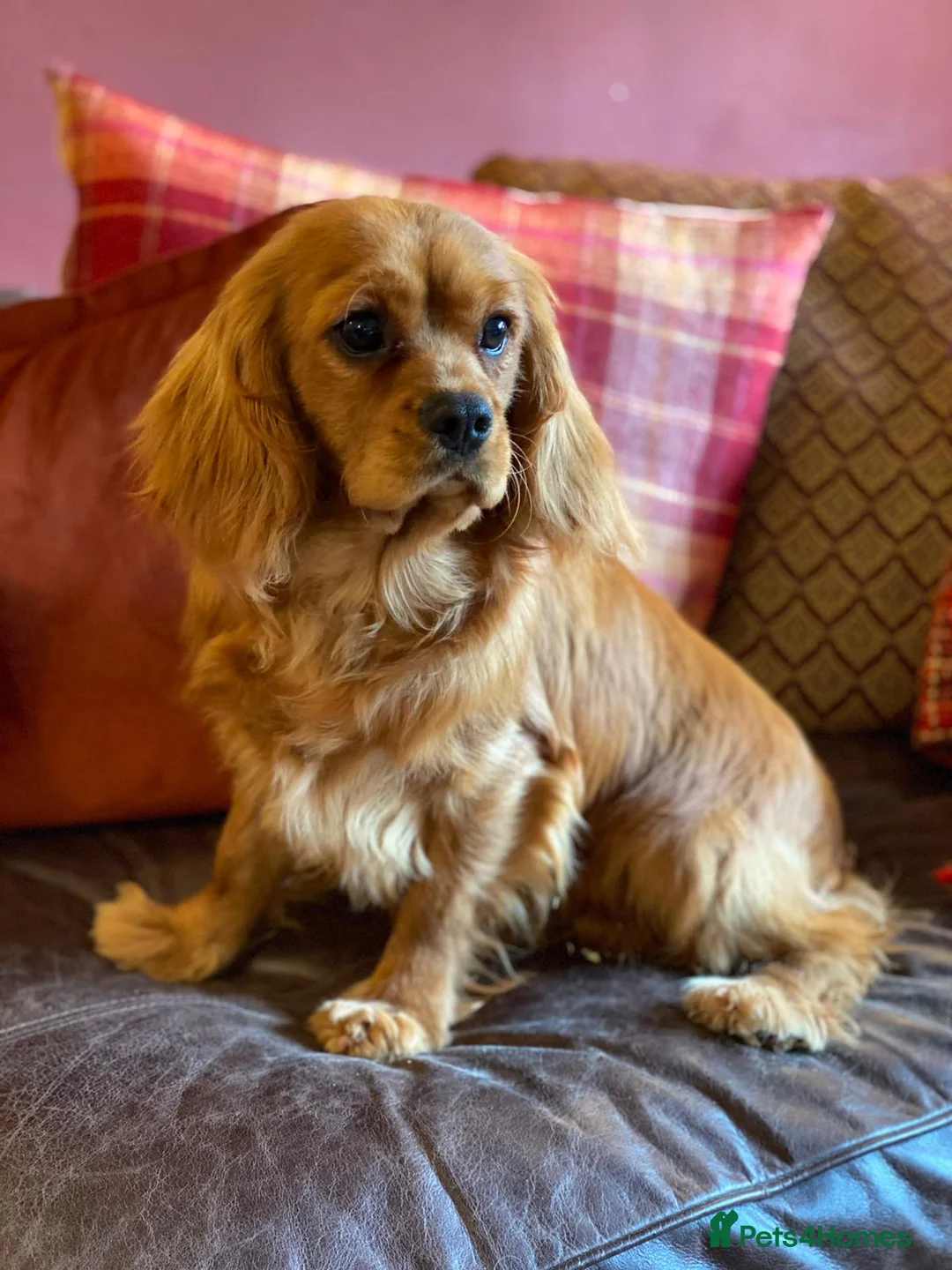 Cavalier King Charles Spaniel dogs for stud: STUNNING HEALTH TESTED KC CAVALIER KING CHARLES in Southampton - Advert 1
