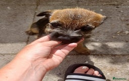 Border Terrier dogs for sale: Last female of the litter left  - Image 5