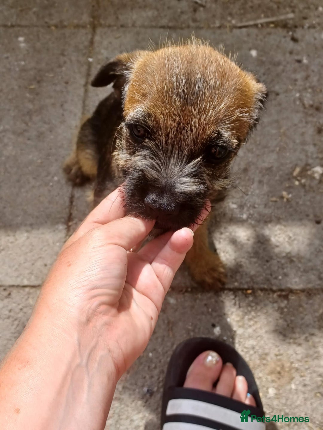 Border Terrier dogs for sale: Last female of the litter left  - Image 5
