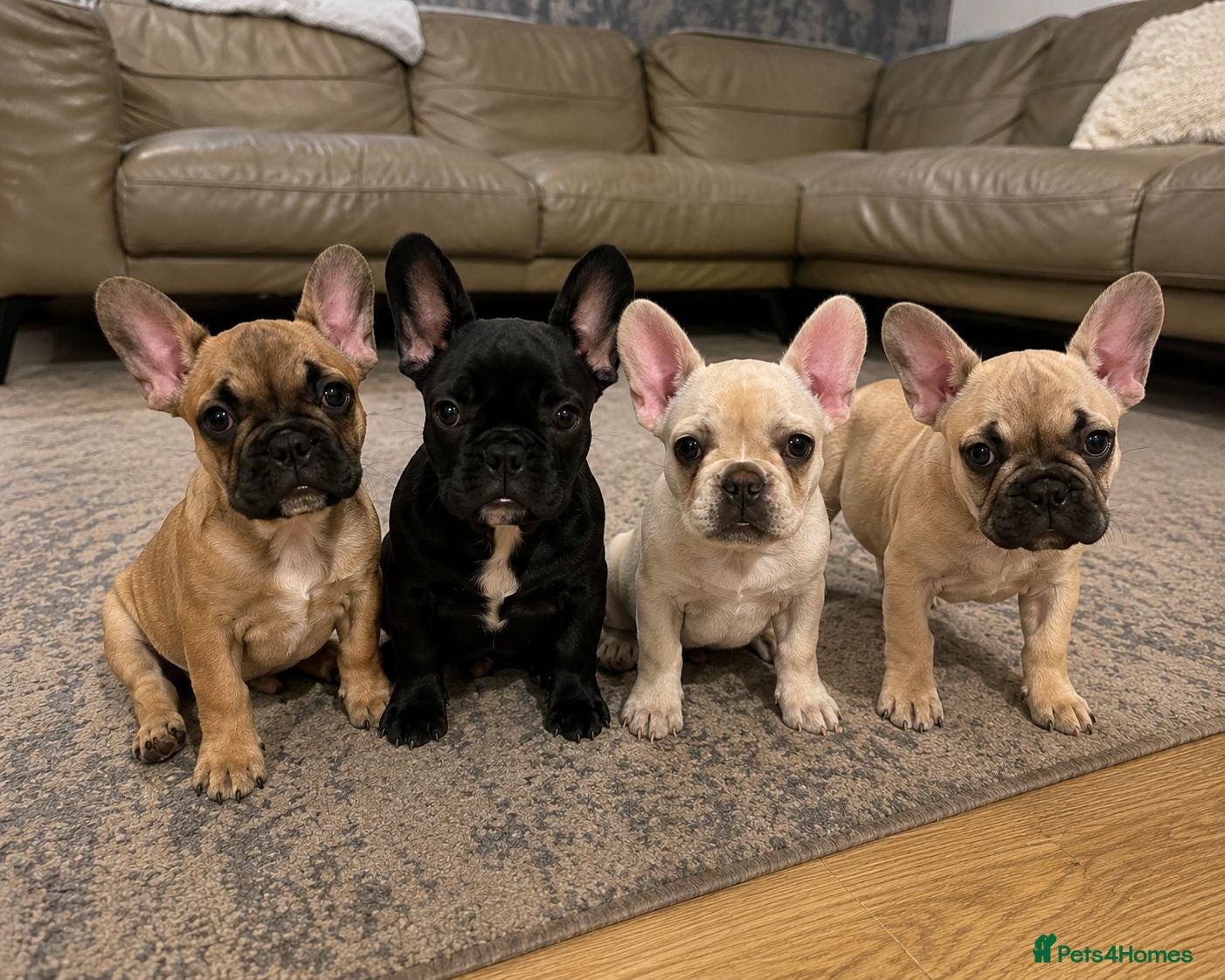 Mixed Breed dogs Frenchton puppies - Advert 1