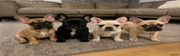 Mixed Breed dogs for sale: Frenchton puppies - Advert 1