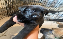 Mixed Breed dogs for sale: belgian malinois / czech shepherd puppies  - Image 8