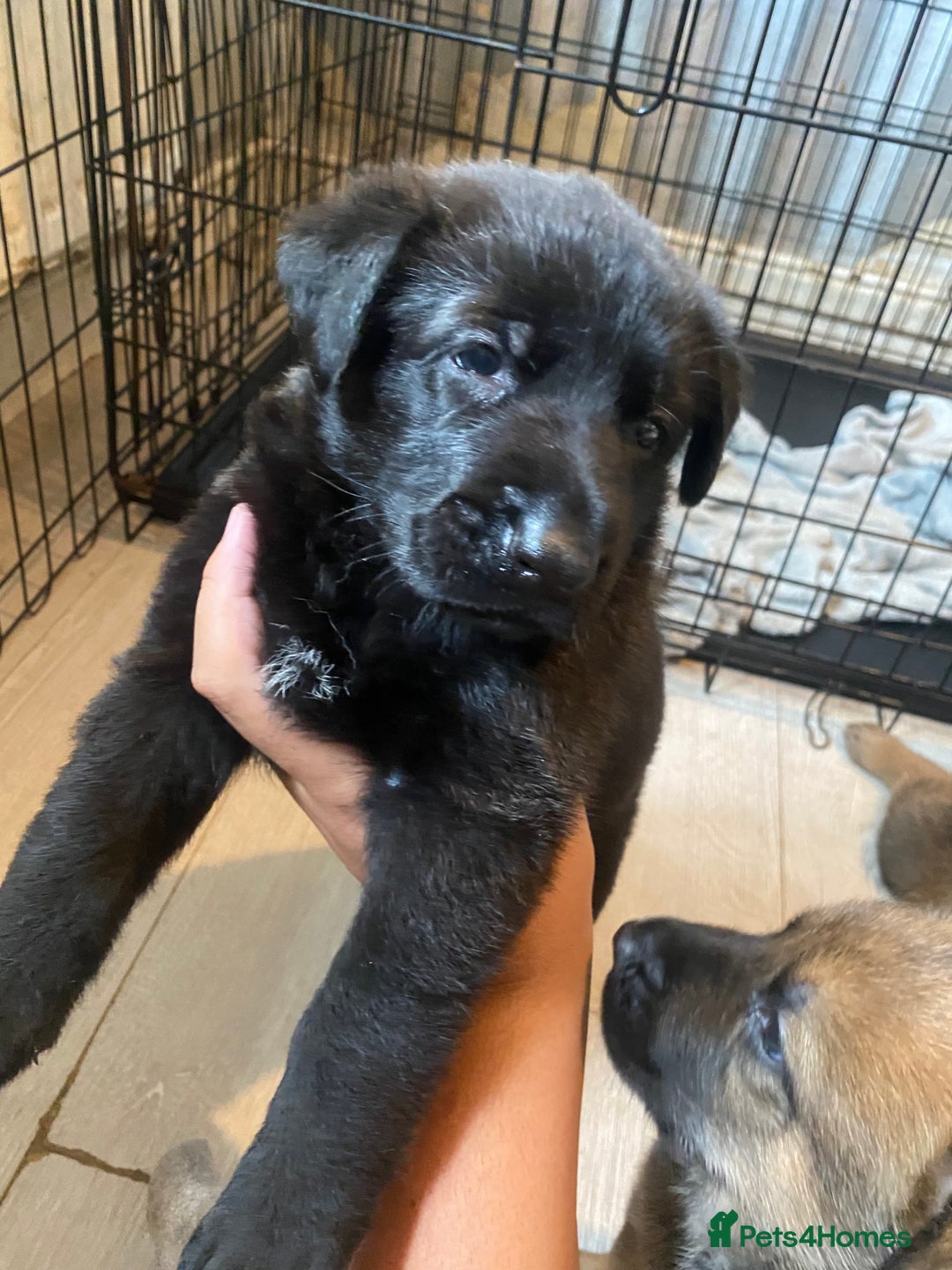 Mixed Breed dogs for sale: belgian malinois / czech shepherd puppies  - Image 8