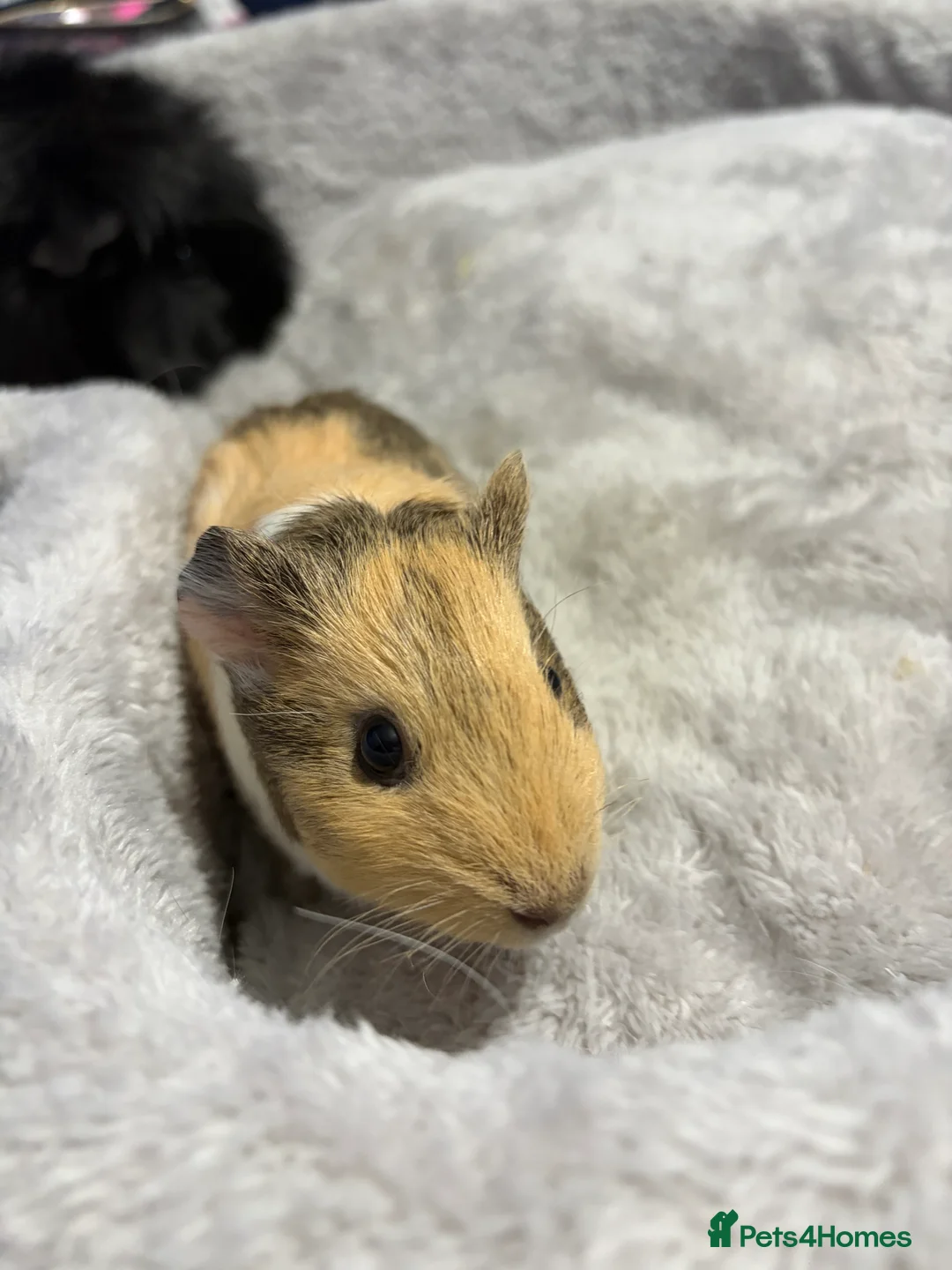 Guinea Pig rodents for sale: Pair of boys for rehoming  in Newcastle upon Tyne - Advert 2