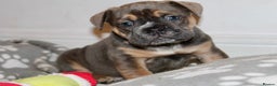 Olde English Bulldogge dogs for sale: Stunning Olde English Bulldog puppies - Advert 9