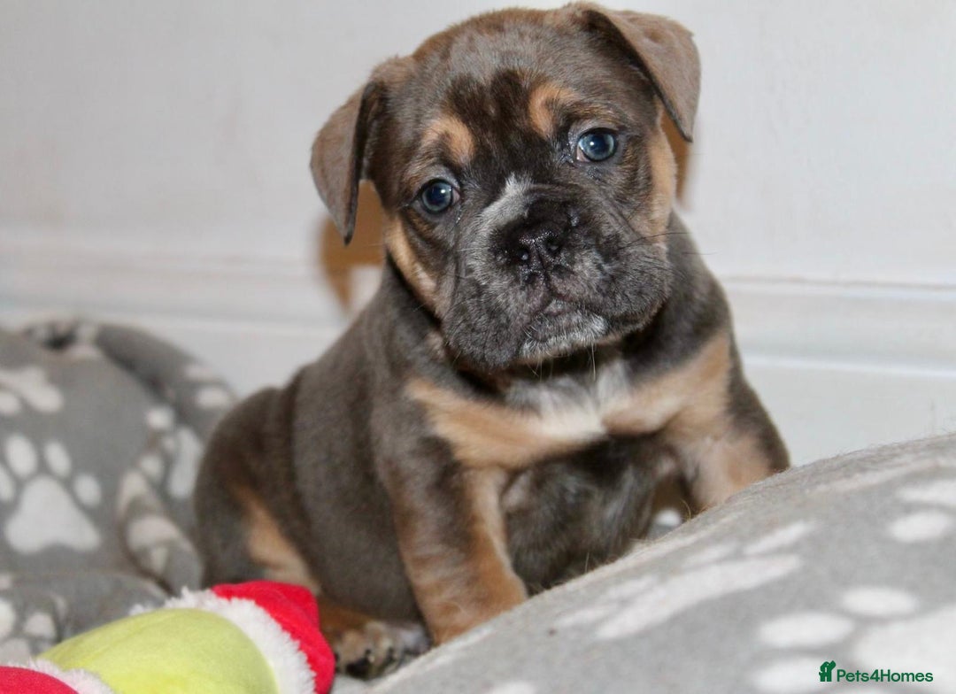 Olde English Bulldogge dogs for sale: Stunning Olde English Bulldog puppies - Advert 9