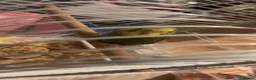 Budgerigars birds for sale: Young budgie with cage or without read discription - Advert 3