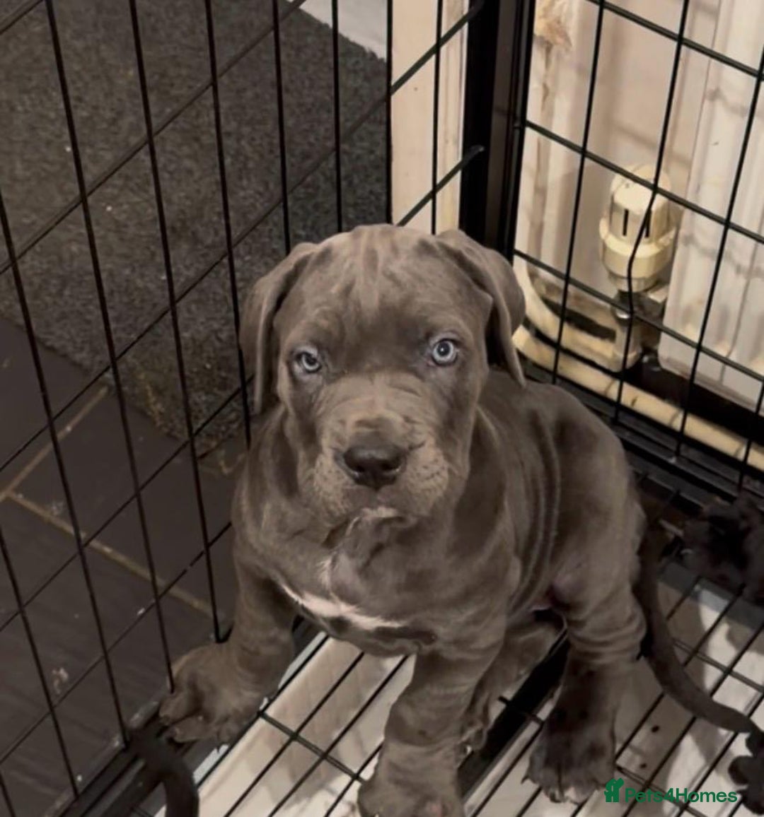 Cane Corso dogs for sale: Imp Champion Bloodline Pure Breed Cane Corso pups  - Advert 17