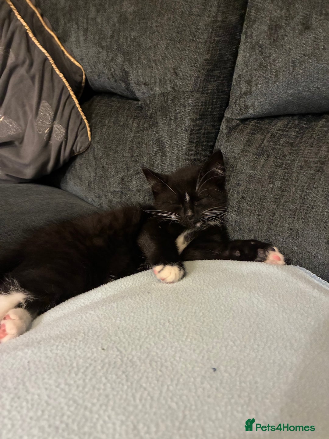 Mixed Breed cats for sale: 10 week old mixed breed  - Advert 3