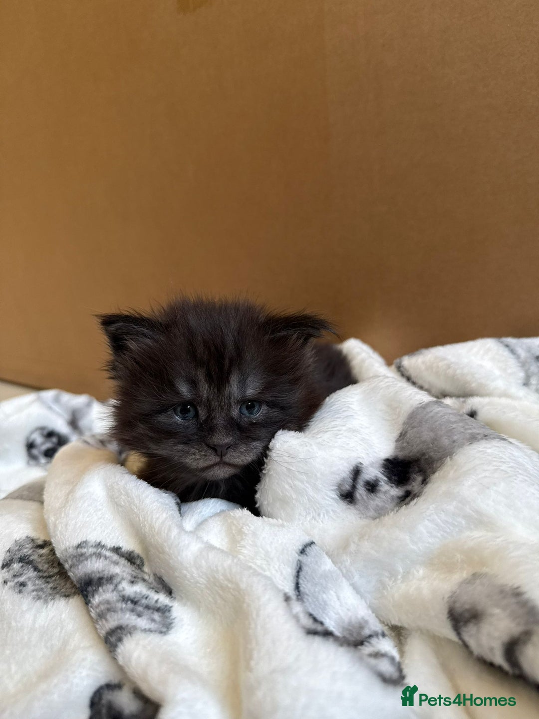 Maine Coon cats for sale: Pedigree Tica Russian Import line Maine Coons - Advert 4