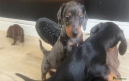 Miniature Dachshund dogs for sale: Last boy KC REG PRA CLEAR - Image 12