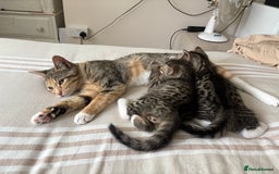Mixed Breed cats for sale: 2 beautiful babies looking for new homes 💜💙 - Image 2