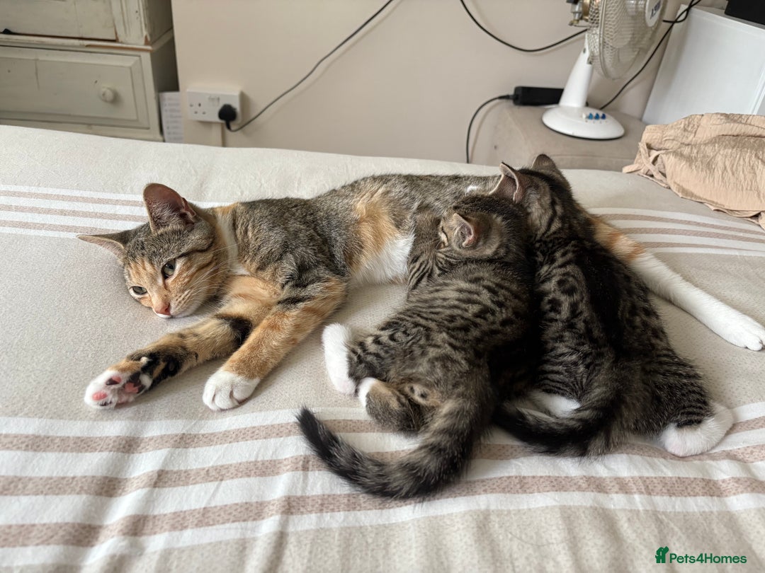 Mixed Breed cats for sale: 2 beautiful babies looking for new homes 💜💙 - Image 2