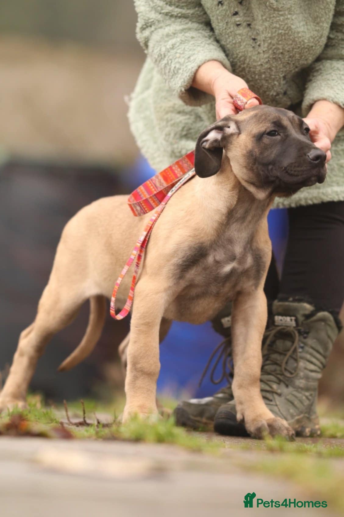 Presa Canario dogs Presa Canario pups  - Advert 2