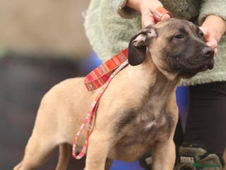 Presa Canario dogs Presa Canario pups - Advert 2