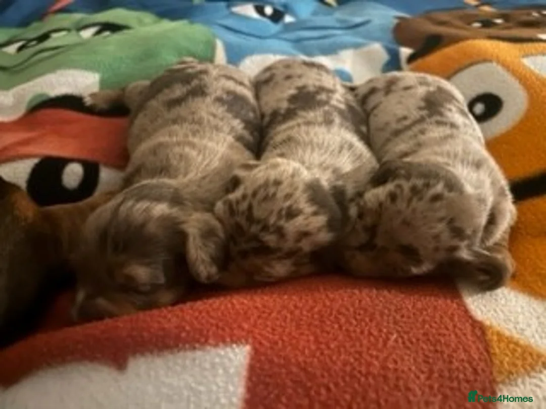 Dachshund dogs for sale: Dachshund Puppies - Advert 2