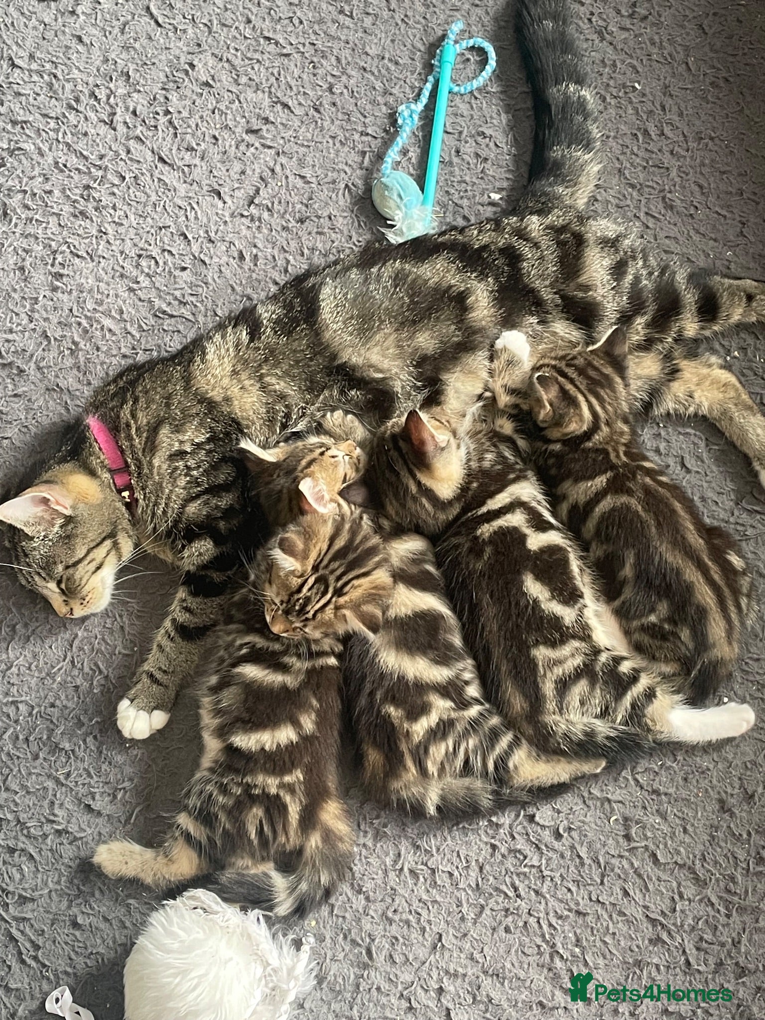 Mixed Breed cats 4 beautiful tabby cross bengals  - Advert 12