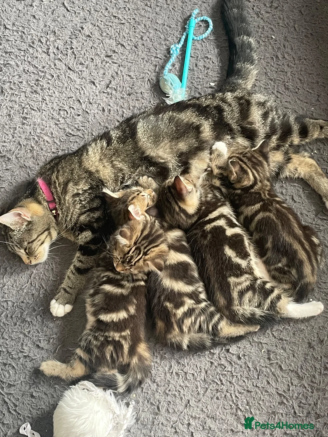Mixed Breed cats for sale: 4 beautiful tabby cross bengals  - Advert 1