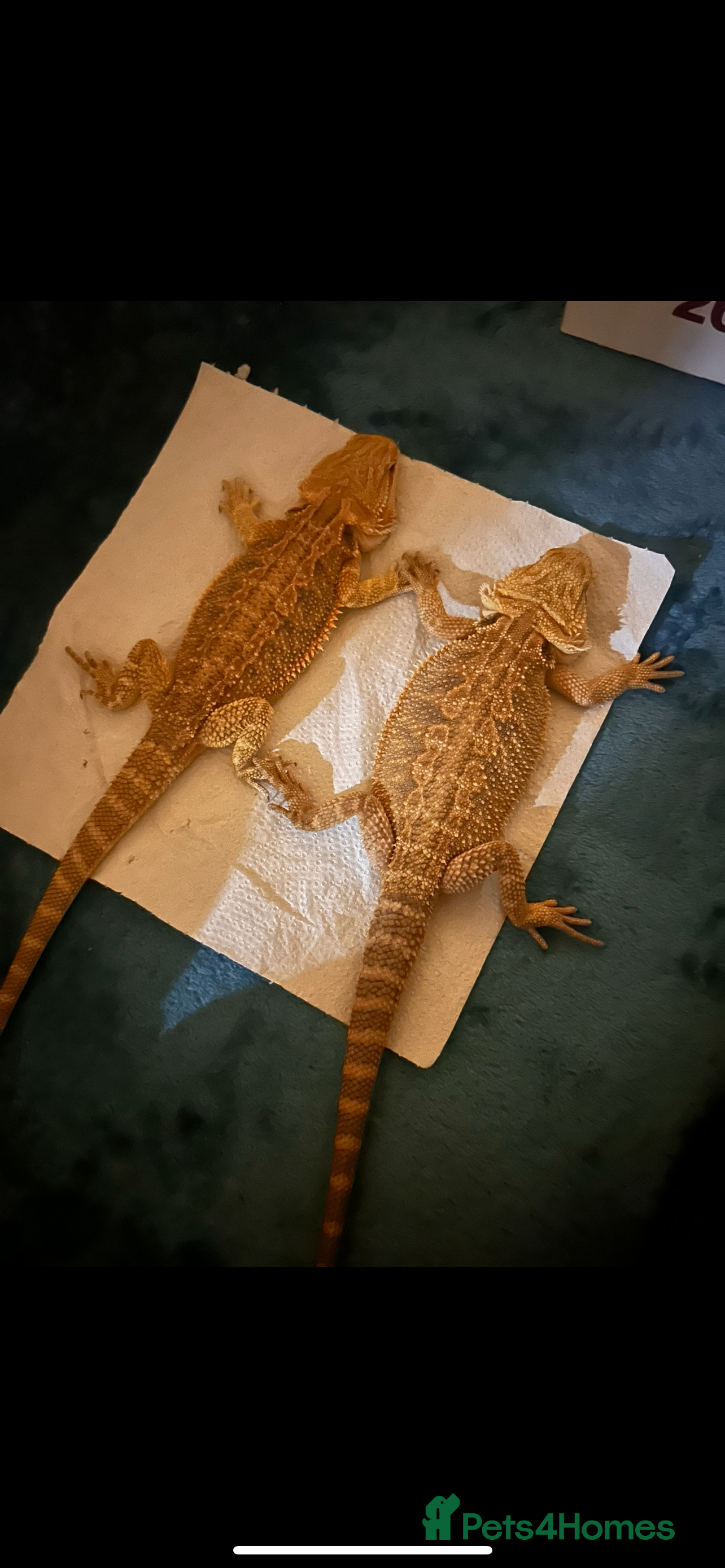 Bearded Dragon reptiles Two dragons ( brother and sister)  - Advert 11