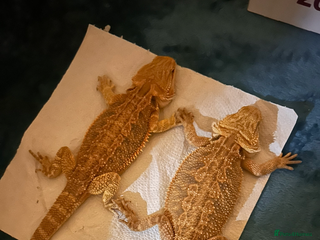 Bearded Dragon reptiles Two dragons ( brother and sister) - Advert 3