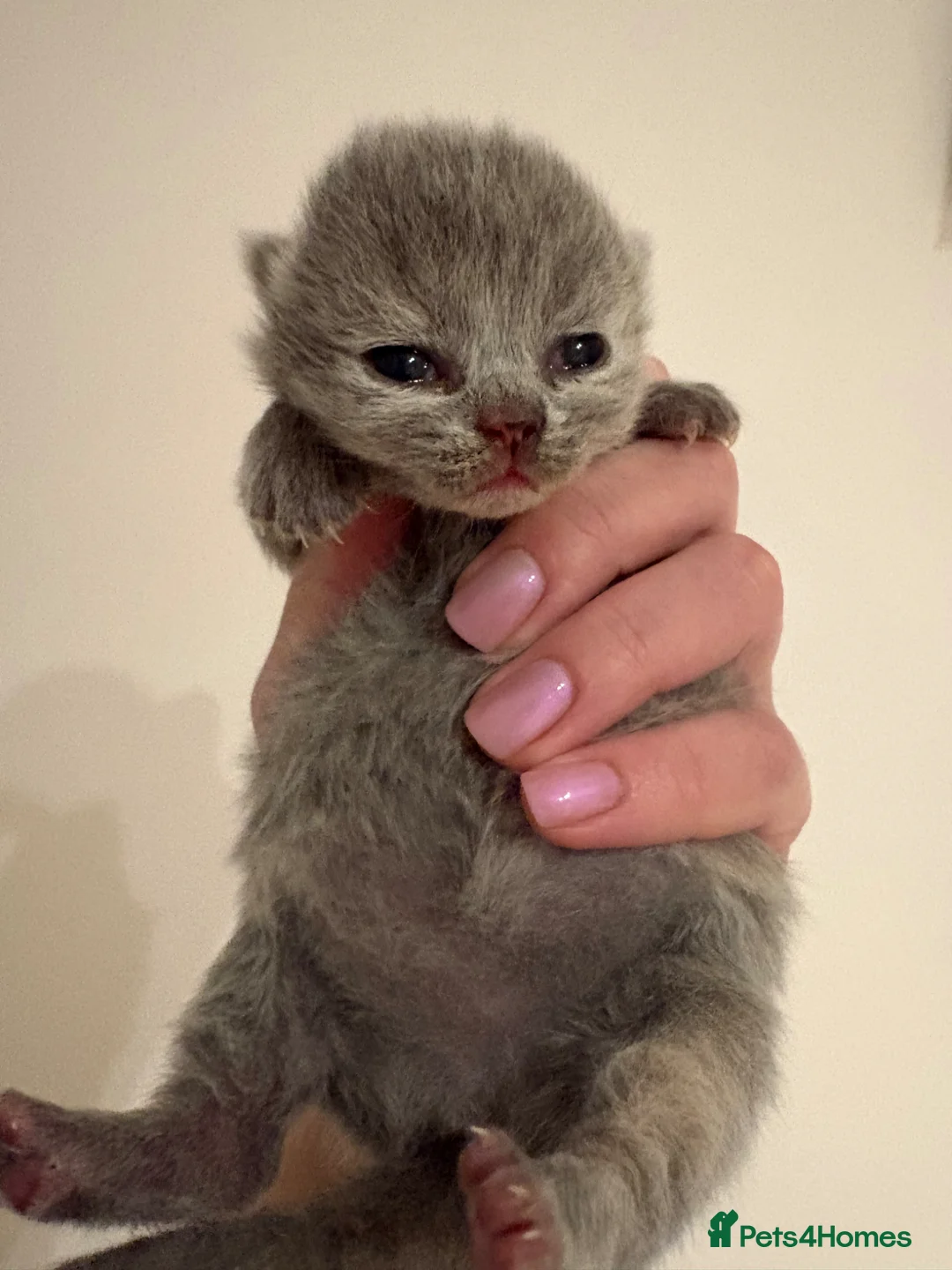 British Shorthair cats for sale: BRITISH SHORTHAIR KITTENS AVAILABLE 😻😻😻 - Advert 2