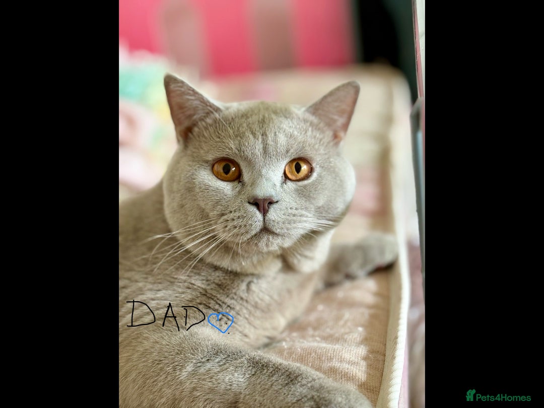 British Shorthair cats for sale: British Shorthair kittens - Image 4