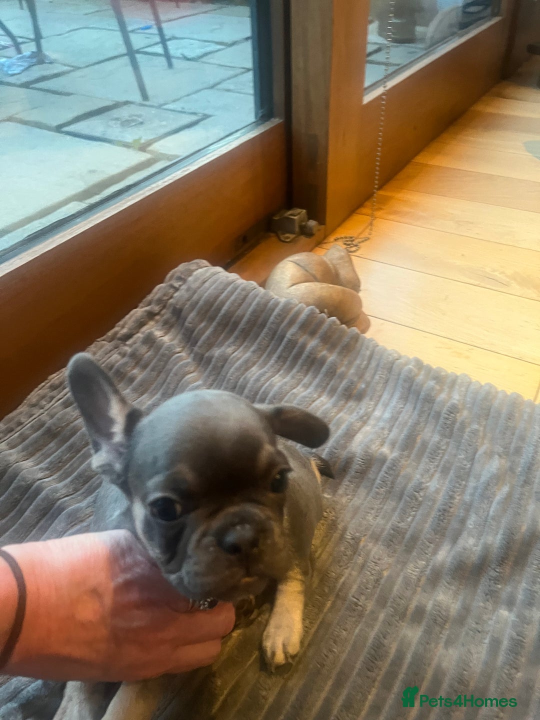 French Bulldog dogs for sale: French bull dog puppies  - Image 13