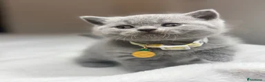 Scottish Fold 3