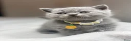 Scottish Fold cats for sale: Schotish straight  - Advert 20